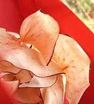 �O���j���[���Ȃ��^�C�v